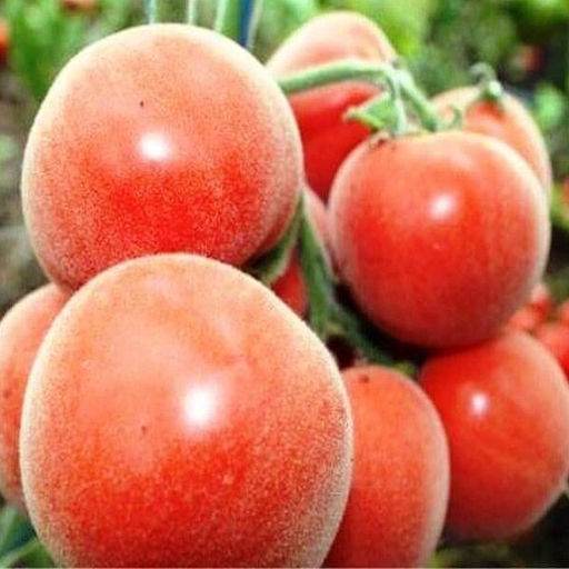 7136T Томат Седой принц 10шт