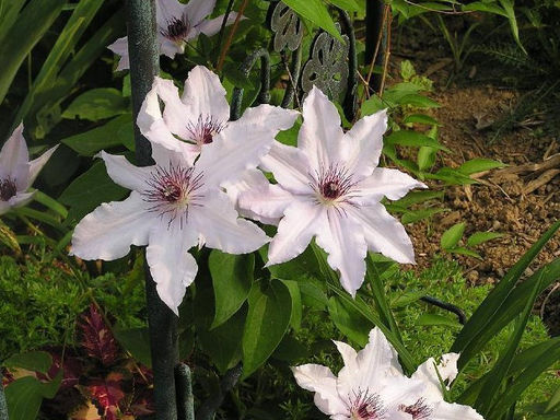 Клематис Snow Queen (Сноу Квин) - Долина роз фото 3