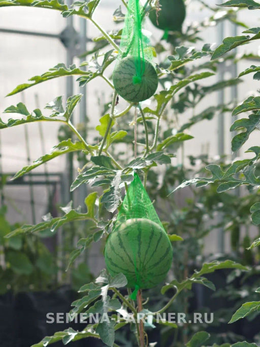 Арбуз Взрыв - Партнер фото 4