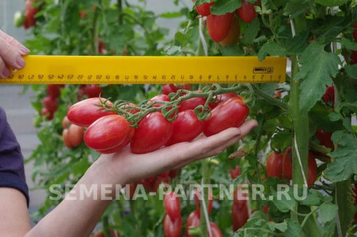 Томат Розовый Котя F1 - Партнер фото 2