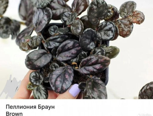 Пеллиония Браун