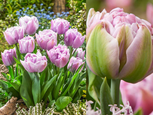 Тюльпан Катинка - Долина роз фото 5