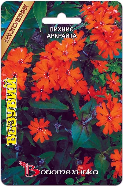 Лихнис Аркрайта Везувий