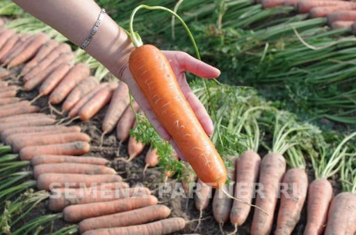 Морковь Дарина - Партнер фото 7