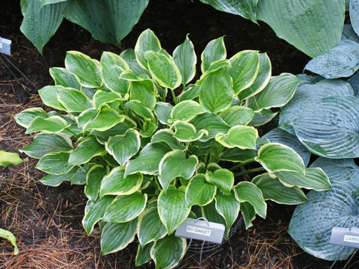 Хоста Со Свит - Долина роз фото 4