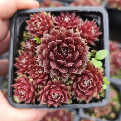 Молодило Хамелеон - Долина роз фото 2