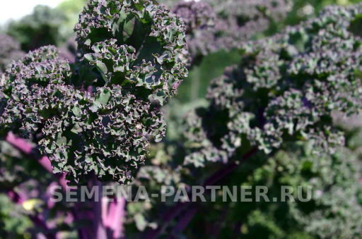 Капуста листовая кудрявая Скарлет - Партнер фото 2