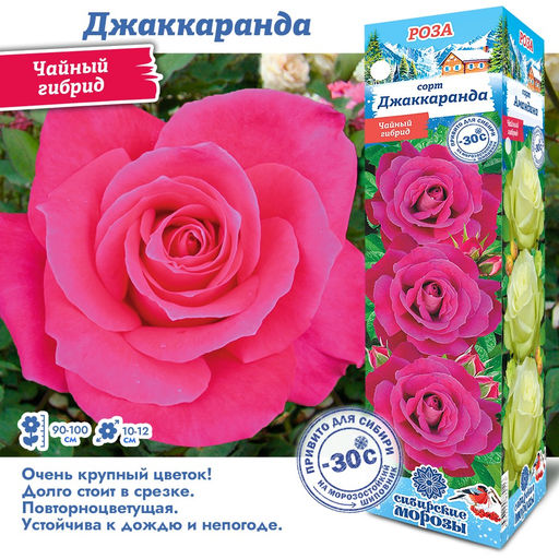 Роза Джаккаранда (Чайно-гибридная) 1шт