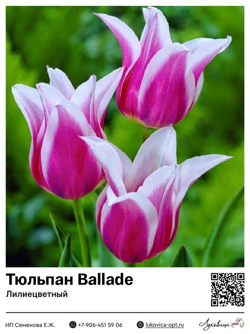 Тюльпан Ballade (Лилиецветный)