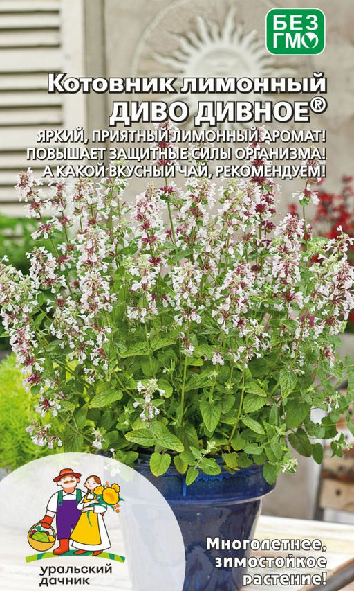 Котовник лимонный ДИВО ДИВНОЕ Яркий, приятный аромат! Повышает защитные силы организма! А какой вкусный чай...