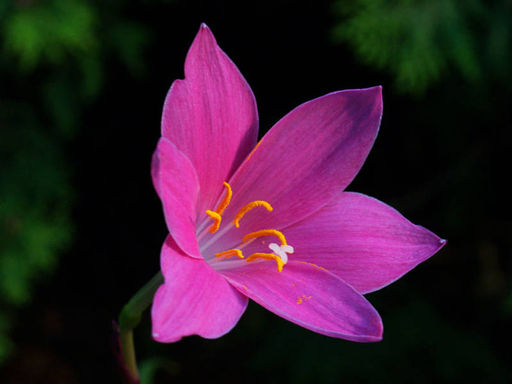 Зефирантес розовый (Zephyranthes rosea) 10шт - Долина роз фото 3