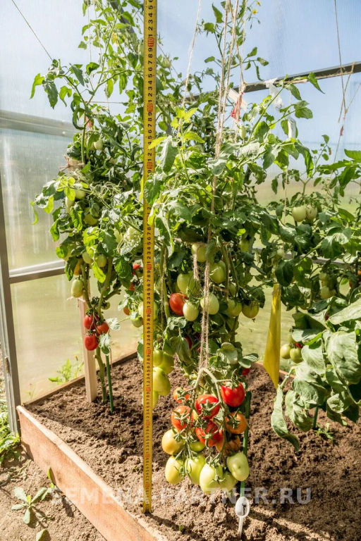 Томат Яшма - Партнер фото 3