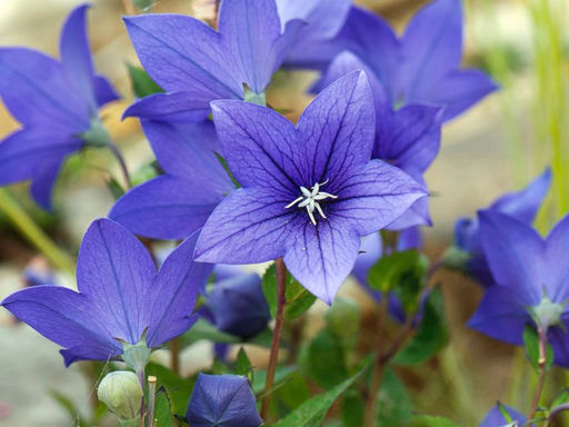 Ширококолокольчик (платикодон) синий - Долина роз фото 2