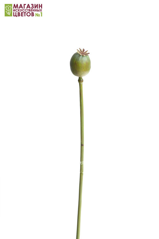 129 Коробочка мака