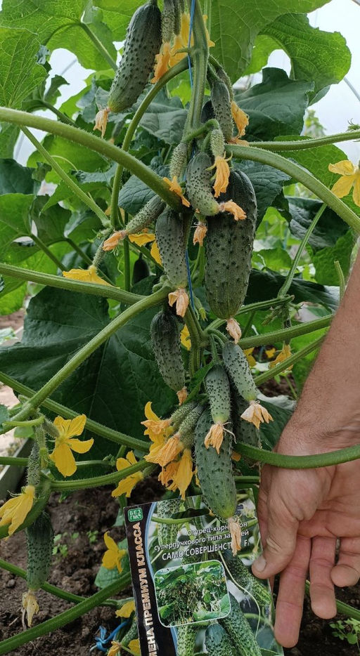 Огурец САМО СОВЕРШЕНСТВО F1 Уникальный! - Уральский дачник фото 2