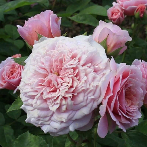 R495 УИЛЬЯМ КРИСТИ