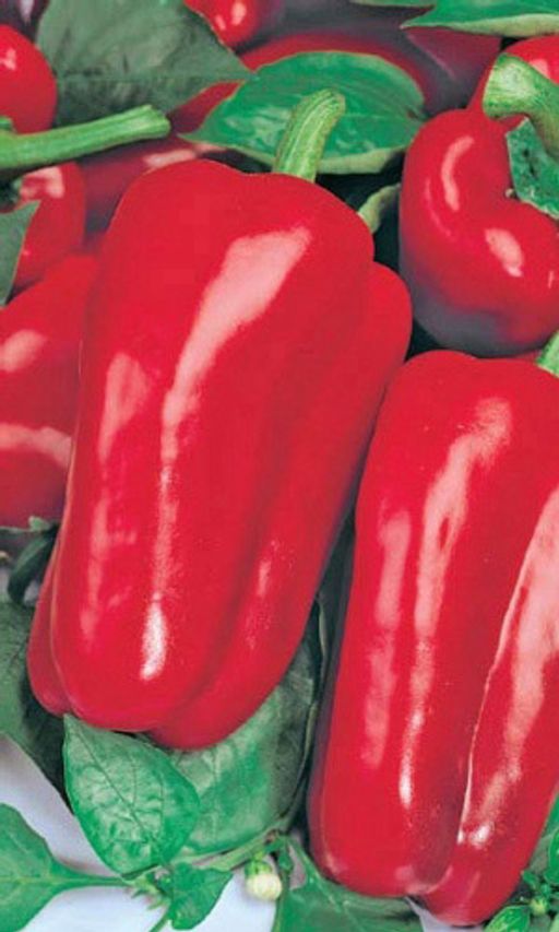 Перец сладкий орфей. Перец богатырь семена. Перец сладкий Атлант. Сорт перца богатырь. Перец красный богатырь.