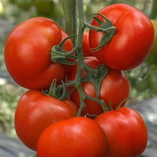 5109D Томат Румяный шар F1 5шт