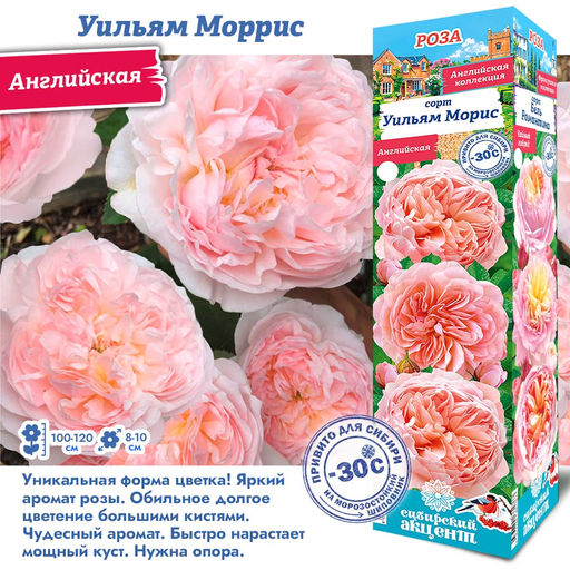 Роза Уильямс Морис (Английская) 1шт