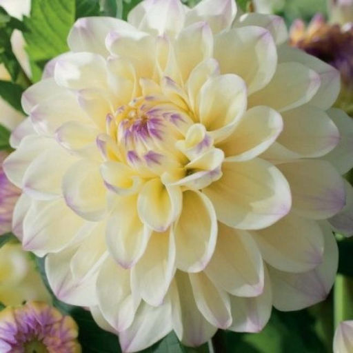 ГЕОРГИНА Лэйк Кери Разбор I Кол-во упак., шт 1