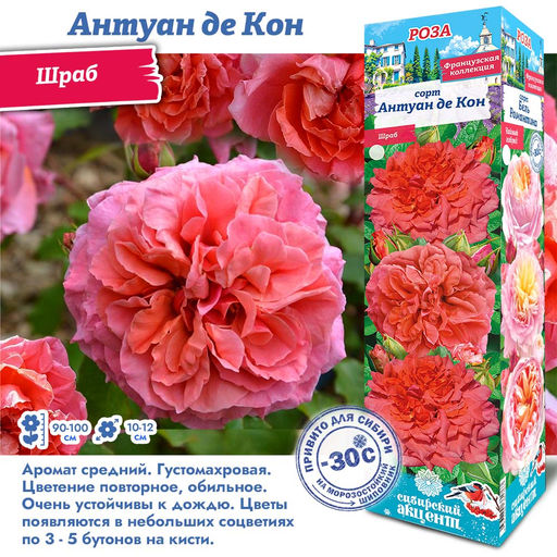 Роза Антуан де Кон (Шраб) 1шт
