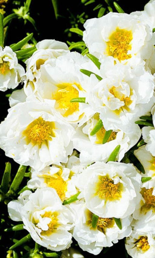 Портулак СОЛНЕЧНАЯ СТРАНА БЕЛЫЙ