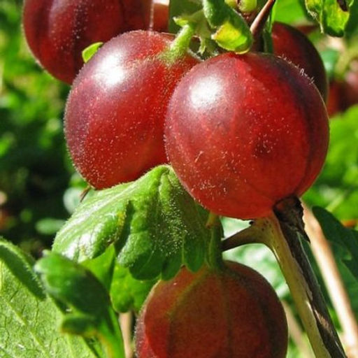 Крыжовник Сенатор