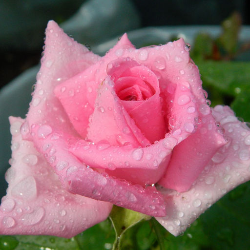 Роза Ревиваль чайно-гибридная