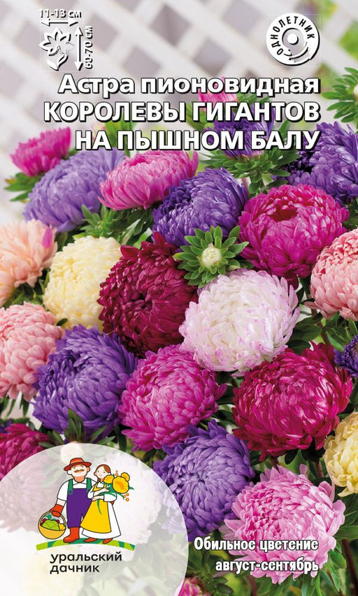 Астра КОРОЛЕВЫ ГИГАНТОВ НА ПЫШНОМ БАЛУ обильноцветущая с очень крупными, густомахровыми соцветиями!