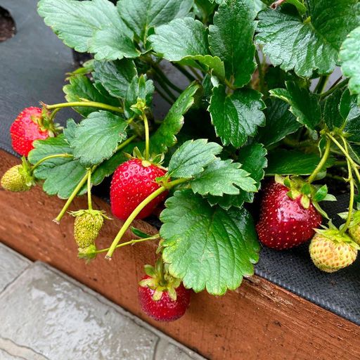 Земляника САНЬКИНА ЛЮБОВЬ Ремонтантная, крупноплодная! Хорошая зимостойкость! Вкус десертный с выраженной сладостью! - Уральский дачник фото 2