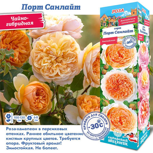 Роза Порт Санлайт (Английская) 1шт