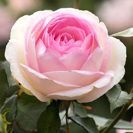 Роза Бидермайер Гарден (Чайно-гибридная) 1шт