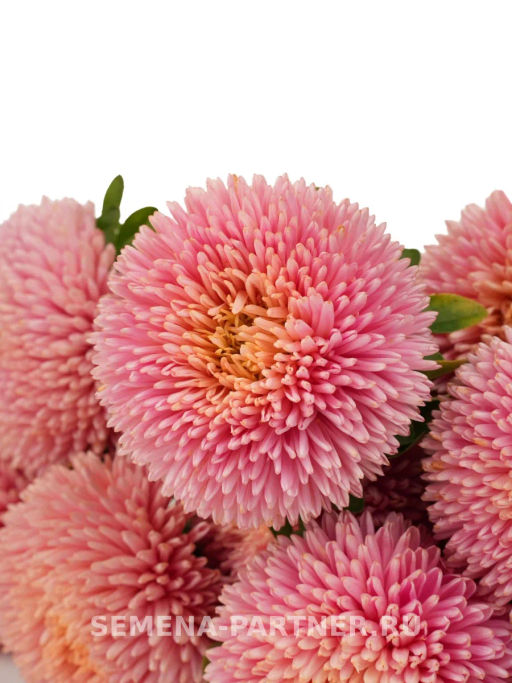 Астра китайская Признание в Любви - Партнер фото 3