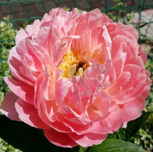 Пион Coral Supreme - Голландские луковицы фото 3