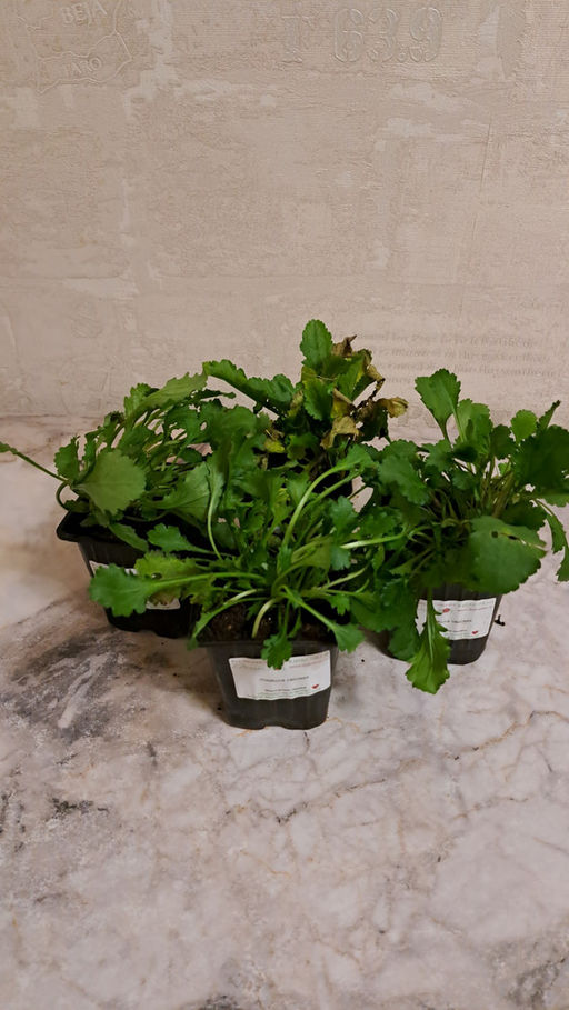 Ромашка садовая