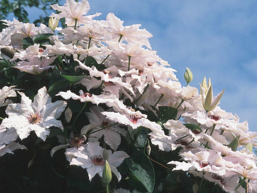 Клематис Snow Queen (Сноу Квин) - Долина роз фото 2