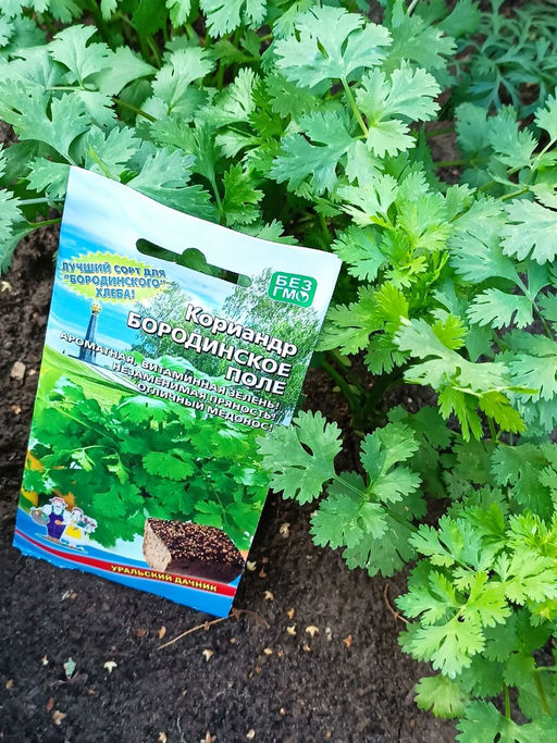 Кориандр (Кинза) БОРОДИНСКОЕ ПОЛЕ Ароматная, витаминная зелень! Незаменимая пряность, отличный медонос! - Уральский дачник фото 2