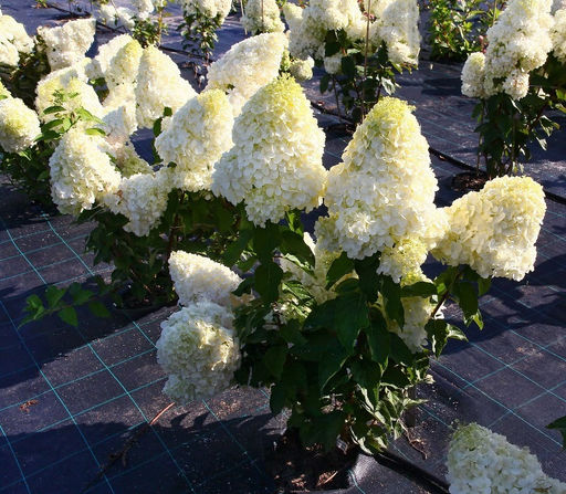 Гортензия метельчатая Polar Bear (Полар Бир) - Голландские луковицы фото 2