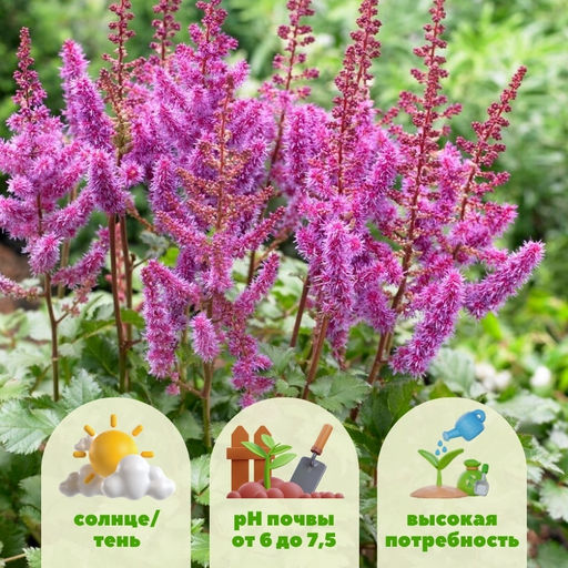 Астильба Пепл Рейн - Долина роз фото 2