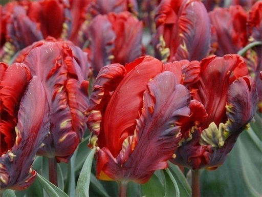 Тюльпан Love Parrot (Лав Пэррот)