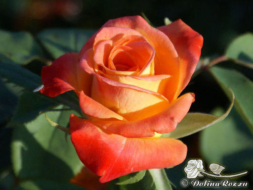 Роза Хай Мэджик - Долина роз фото 2