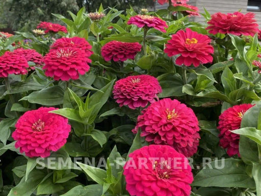 Цинния георгиновидная Сочные тропики Космополитен - Партнер фото 6