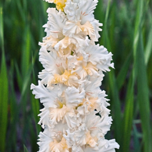 ГЛАДИОЛУС Серена Разбор 10/12 Кол-во упак., шт 10