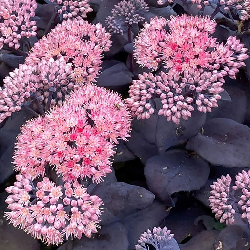 Седум Очиток Mojave Jewels Sapphire - Голландские луковицы фото 2