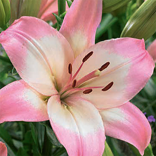 ЛИЛИЯ Леви Разбор 12/14 Кол-во упак., шт 5