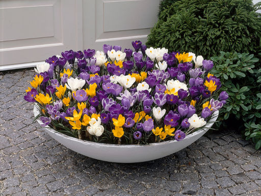 Крокус ботанический микс 5 шт - Долина роз фото 3