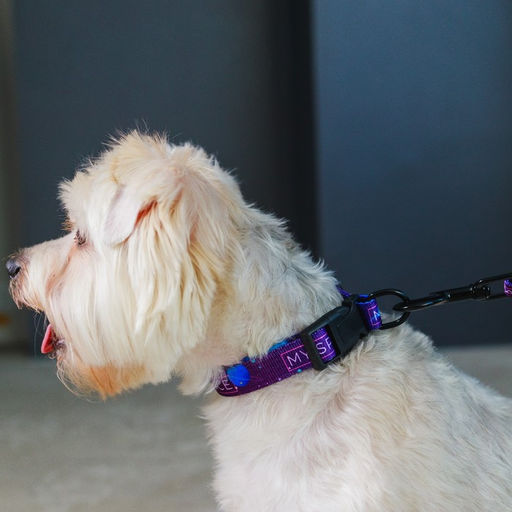 Набор MY SPACE, застёжка - фастекс, поводок 2 м и ошейник 28-46 см - Пушистое счастье фото 4