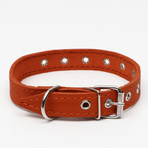 Ошейник кожаный однослойный, безразмерный, 56 х 2,5 см, ОШ 17-44 см, оранжевый - Пижон фото 2