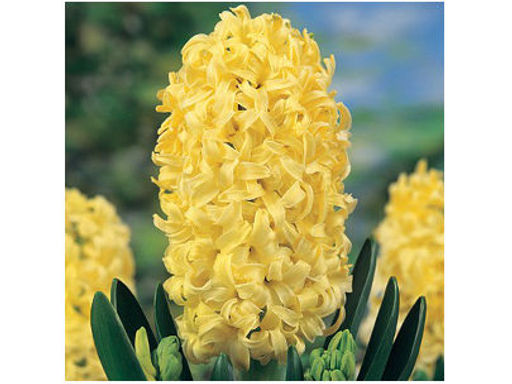 Гиацинт City of Haarlem (Сити оф Харлем) - Долина роз фото 3