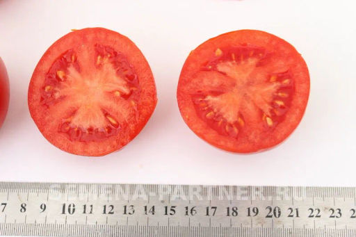 Томат Софа - Партнер фото 3